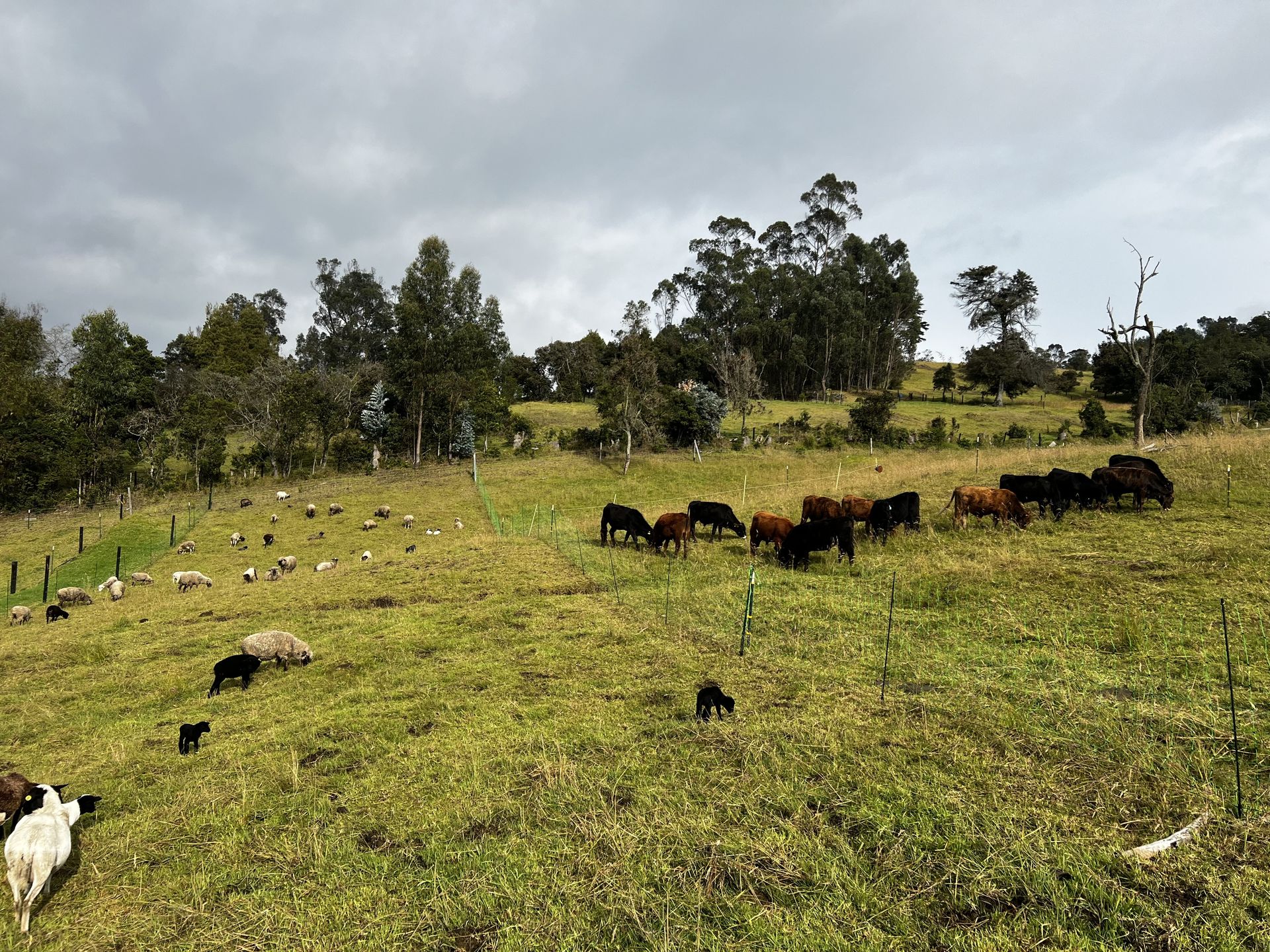 Ganadería bovina y ovina