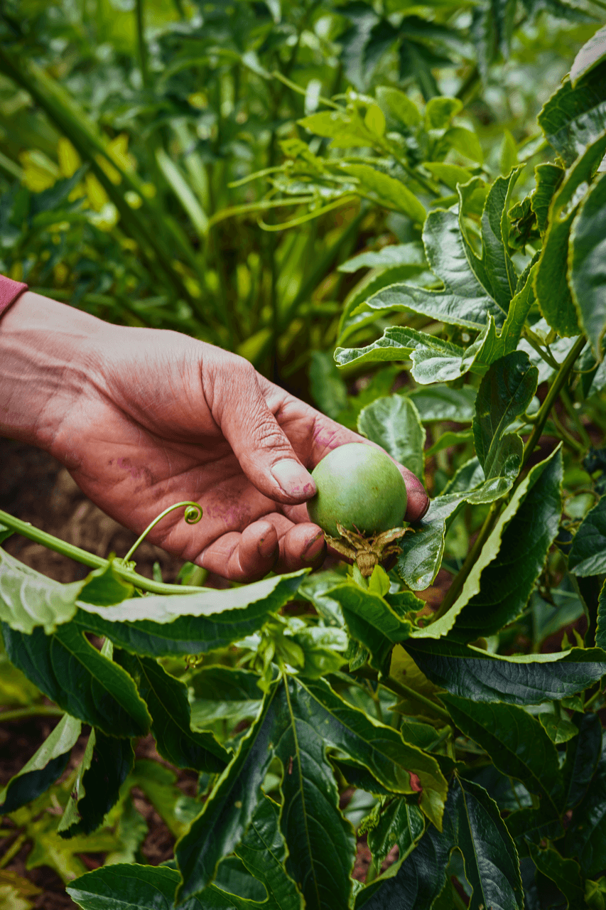 Champiñones frescos