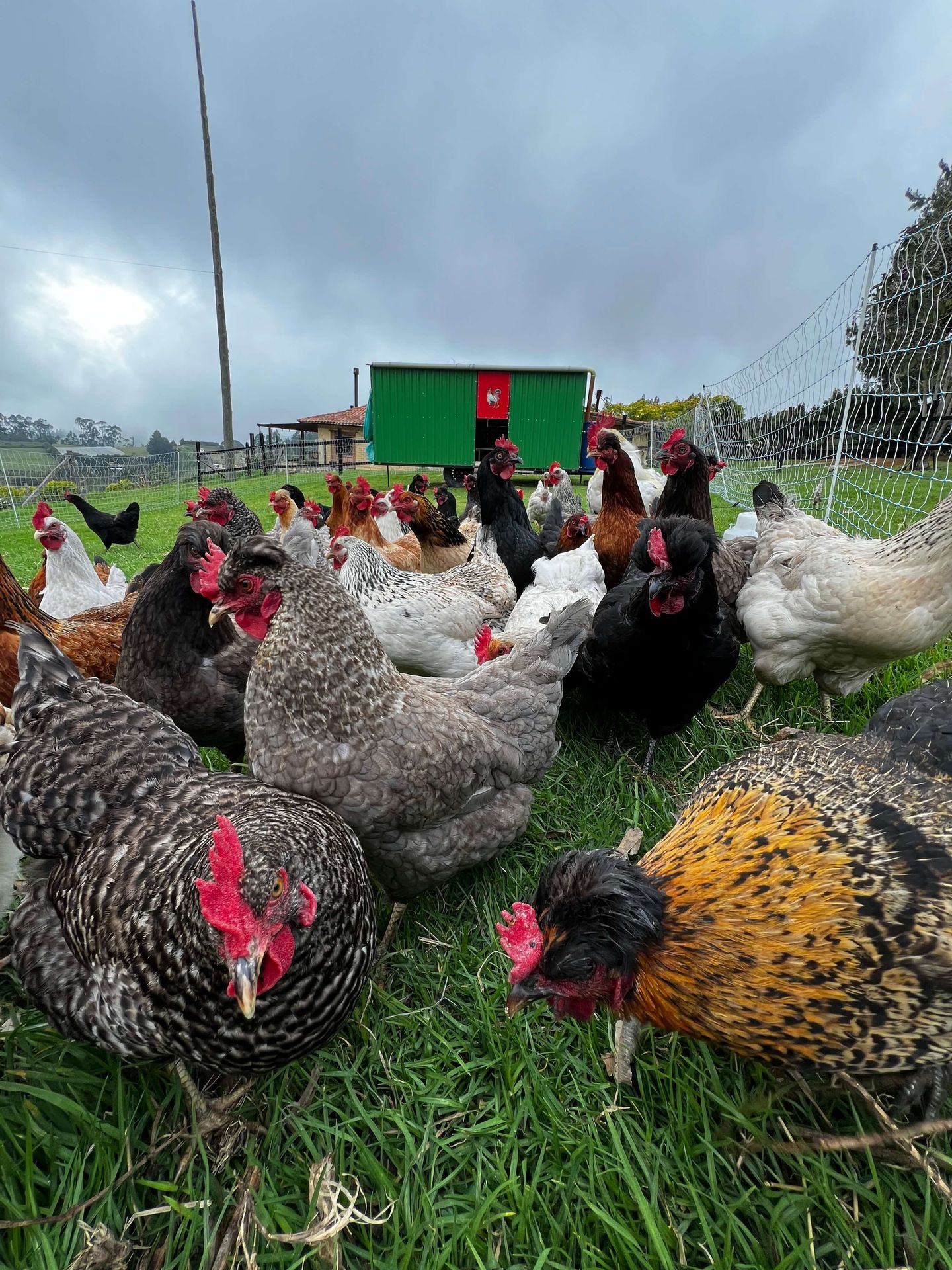 Gallinas en libre pastoreo